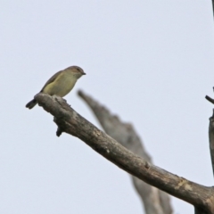 Smicrornis brevirostris (Weebill) at Tennent, ACT - 5 Sep 2019 by RodDeb