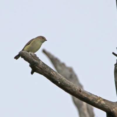 Smicrornis brevirostris (Weebill) at Tennent, ACT - 5 Sep 2019 by RodDeb