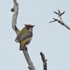 Melithreptus brevirostris (Brown-headed Honeyeater) at Namadgi National Park - 5 Sep 2019 by RodDeb