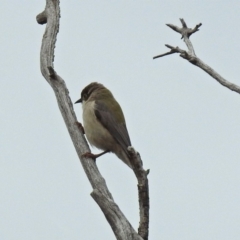 Melithreptus brevirostris at Paddys River, ACT - 5 Sep 2019 01:50 PM