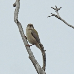 Melithreptus brevirostris at Paddys River, ACT - 5 Sep 2019 01:50 PM