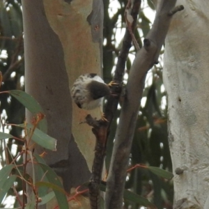 Daphoenositta chrysoptera at Tennent, ACT - 5 Sep 2019 02:03 PM