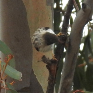 Daphoenositta chrysoptera at Tennent, ACT - 5 Sep 2019 02:03 PM