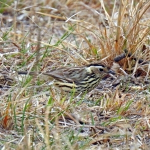 Pyrrholaemus sagittatus at Tennent, ACT - 5 Sep 2019 02:11 PM