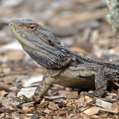 Pogona barbata (Eastern Bearded Dragon) at Namadgi National Park - 5 Sep 2019 by RodDeb