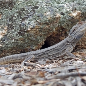 Pogona barbata at Tennent, ACT - suppressed