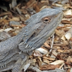 Pogona barbata at Tennent, ACT - suppressed