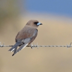 Artamus cyanopterus (Dusky Woodswallow) at Gordon, ACT - 5 Sep 2019 by RodDeb