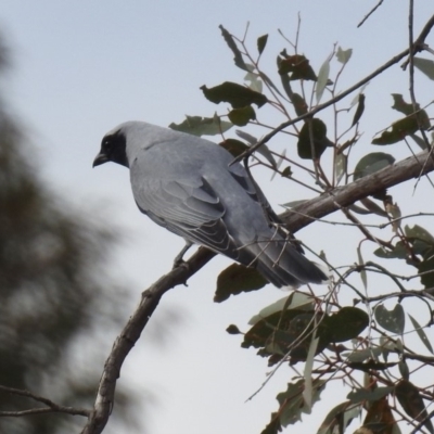 Coracina novaehollandiae (Black-faced Cuckooshrike) at Gordon, ACT - 5 Sep 2019 by RodDeb