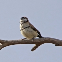 Stizoptera bichenovii (Double-barred Finch) at Tharwa Bridge - 5 Sep 2019 by RodDeb