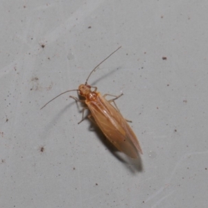 Psocodea 'Psocoptera' sp. (order) at Hackett, ACT - 3 Sep 2019