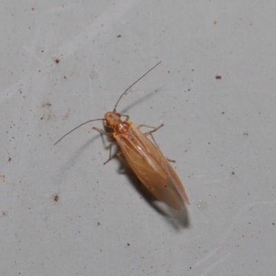 Psocodea 'Psocoptera' sp. (order) (Unidentified plant louse) at ANBG - 3 Sep 2019 by TimL