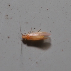 Psocodea 'Psocoptera' sp. (order) at Hackett, ACT - 3 Sep 2019 12:01 PM