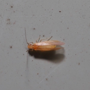 Psocodea 'Psocoptera' sp. (order) at Hackett, ACT - 3 Sep 2019