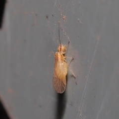 Psocodea 'Psocoptera' sp. (order) at Hackett, ACT - 3 Sep 2019