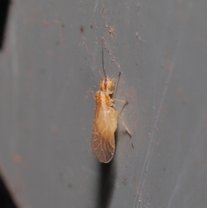 Psocodea 'Psocoptera' sp. (order) at Hackett, ACT - 3 Sep 2019 12:01 PM