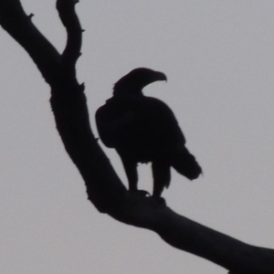 Aquila audax at Molonglo River Reserve - 1 Sep 2019