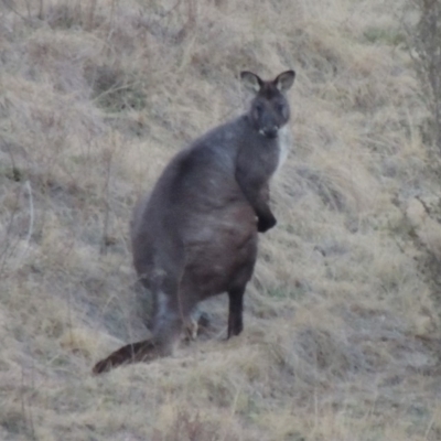 Osphranter robustus robustus (Eastern Wallaroo) at Molonglo Valley, ACT - 31 Aug 2019 by michaelb