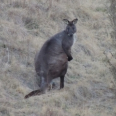 Osphranter robustus (Wallaroo) at Molonglo Valley, ACT - 31 Aug 2019 by michaelb