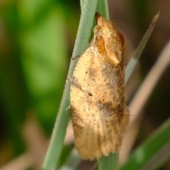 Merophyas divulsana (Lucerne Leafroller) at Dunlop, ACT - 5 Sep 2019 by Kurt