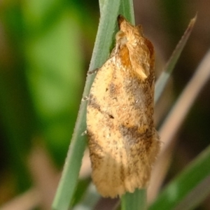 Merophyas divulsana at Molonglo River Reserve - 5 Sep 2019