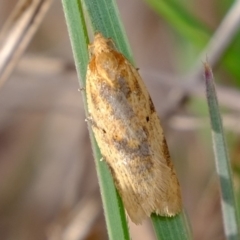 Merophyas divulsana at Molonglo River Reserve - 5 Sep 2019 03:42 PM