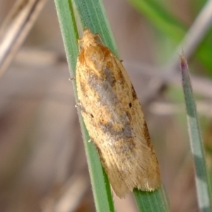 Merophyas divulsana at Molonglo River Reserve - 5 Sep 2019