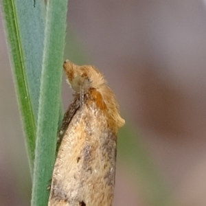 Merophyas divulsana at Molonglo River Reserve - 5 Sep 2019 03:42 PM