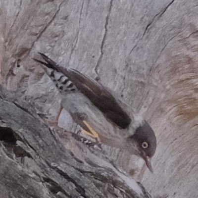 Daphoenositta chrysoptera (Varied Sittella) at Kama - 5 Sep 2019 by Kurt