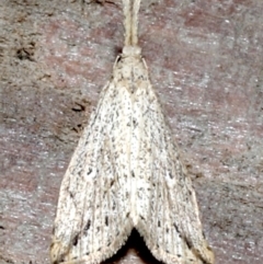 Trigonistis demonias (Long-snouted Moth) at Rosedale, NSW - 30 Aug 2019 by jbromilow50