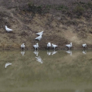 Cacatua galerita at Dunlop, ACT - 5 Sep 2019 03:00 PM