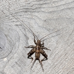 Zaclotathra oligoneura (A cricket) at Rosedale, NSW - 30 Aug 2019 by jb2602