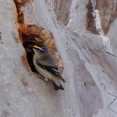 Pardalotus striatus (Striated Pardalote) at Dunlop, ACT - 5 Sep 2019 by Kurt