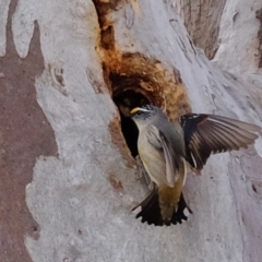 Pardalotus striatus at Molonglo River Reserve - 6 Sep 2019