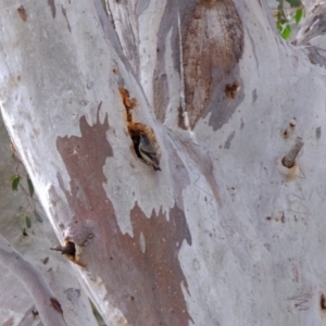 Pardalotus striatus at Molonglo River Reserve - 6 Sep 2019