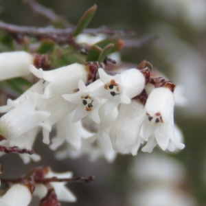 Cryptandra amara at Fadden, ACT - 6 Sep 2019 10:04 AM