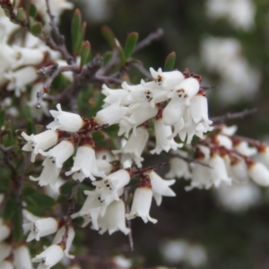 Cryptandra amara at Fadden, ACT - 6 Sep 2019 10:04 AM