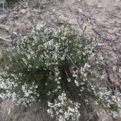 Cryptandra amara at Fadden, ACT - 6 Sep 2019 10:04 AM