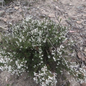 Cryptandra amara at Fadden, ACT - 6 Sep 2019