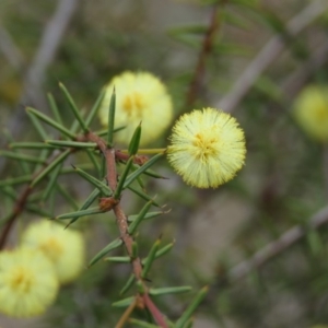 Acacia ulicifolia at Fadden, ACT - 6 Sep 2019 10:08 AM