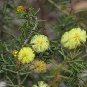 Acacia ulicifolia at Fadden, ACT - 6 Sep 2019 10:08 AM