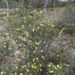 Acacia ulicifolia at Fadden, ACT - 6 Sep 2019 10:08 AM