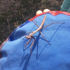 Archimantis sp. (genus) at Pambula Preschool - 6 Sep 2019