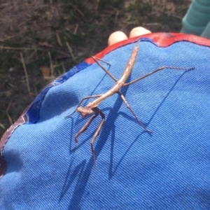 Archimantis sp. (genus) at Pambula Preschool - 6 Sep 2019 11:46 AM