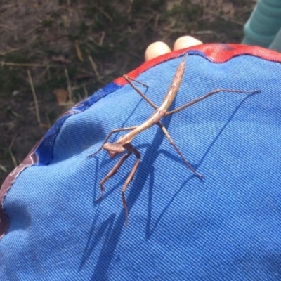 Archimantis sp. (genus) (Large Brown Mantis) at Pambula Preschool - 6 Sep 2019 by elizabethgleeson