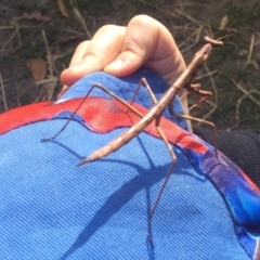 Archimantis sp. (genus) at Pambula Preschool - 6 Sep 2019 11:46 AM