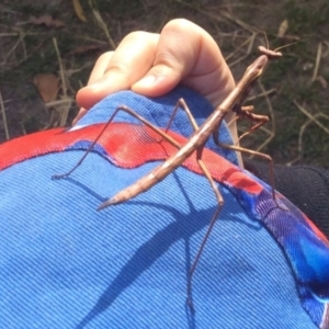 Archimantis sp. (genus) at Pambula Preschool - 6 Sep 2019