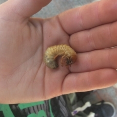 Scarabaeidae (family) (Scarab beetle, curl grub) at Pambula, NSW - 5 Sep 2019 by elizabethgleeson