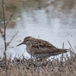 Calidris acuminata at Fyshwick, ACT - 6 Sep 2019