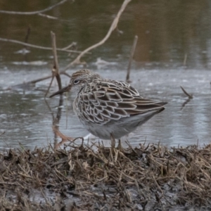 Calidris acuminata at Fyshwick, ACT - 6 Sep 2019